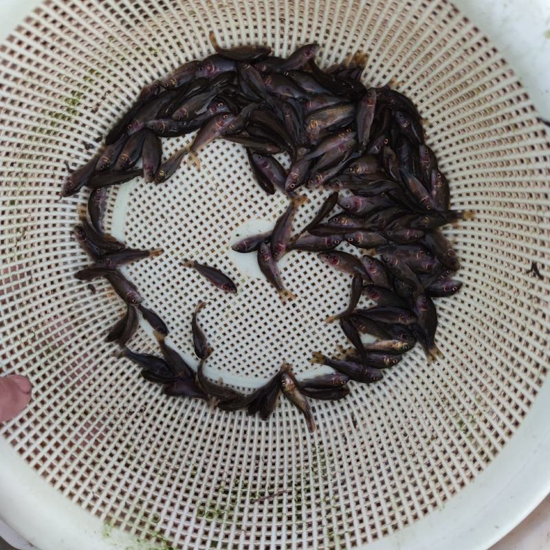 禾花鲤鱼苗稻田鱼苗【易养】耐运输抵抗力强送货上门