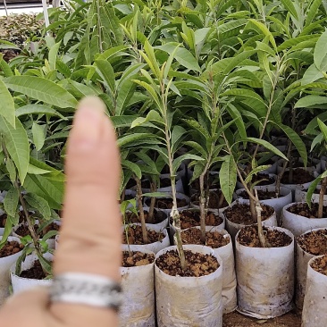 正中台湾耀堂仙桃带营养杯发货有需要的请联系