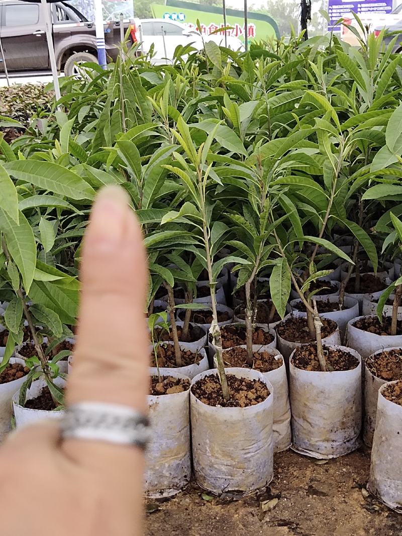 正中台湾耀堂仙桃带营养杯发货有需要的请联系