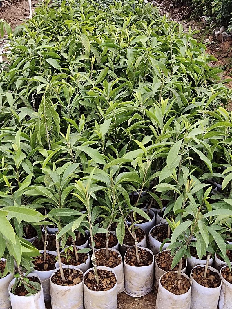 正中台湾耀堂仙桃带营养杯发货有需要的请联系