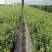蓝丰蓝莓苗/蓝丰蓝莓苗价格/蓝丰蓝莓苗品种介绍