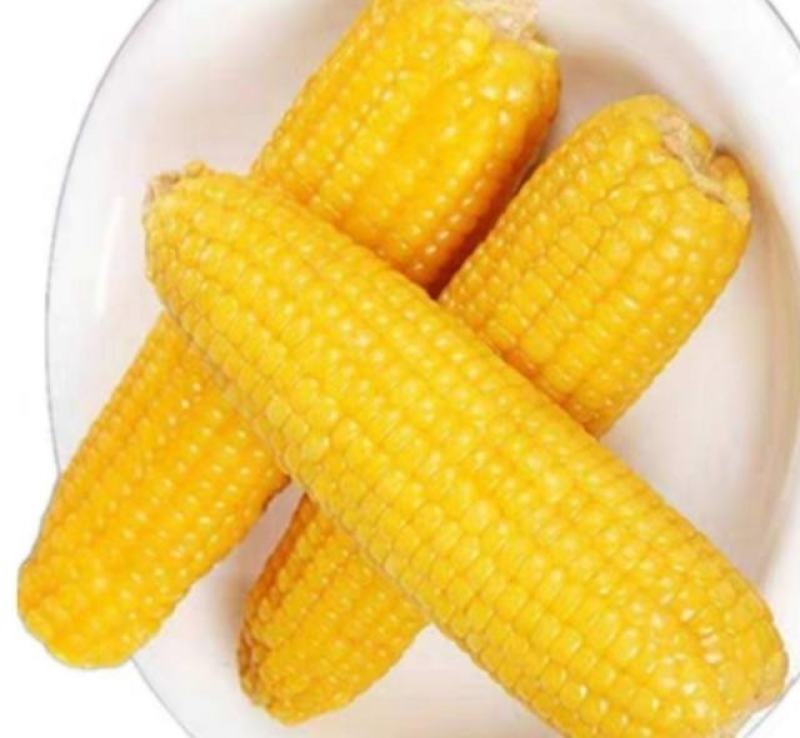 小黄粘糯玉米黑龙江特产