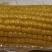 小黄粘糯玉米黑龙江特产