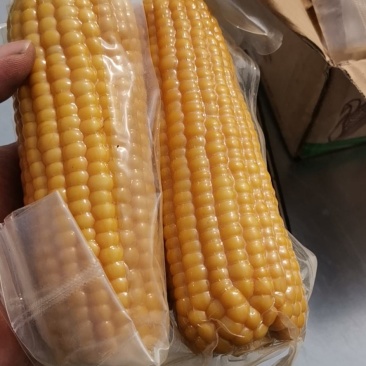 小黄粘糯玉米黑龙江特产