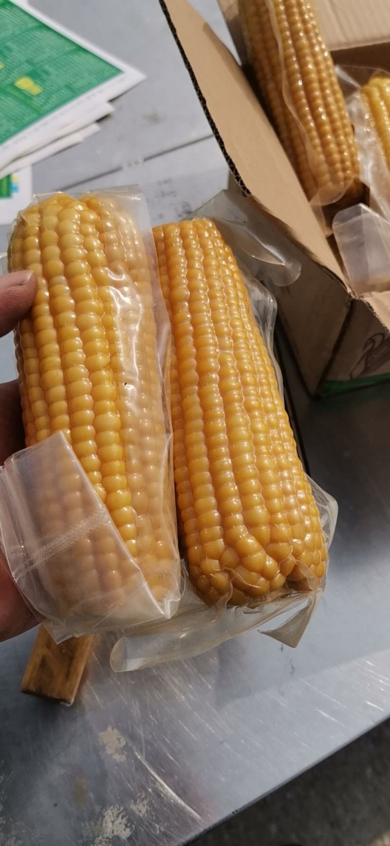 小黄粘糯玉米黑龙江特产