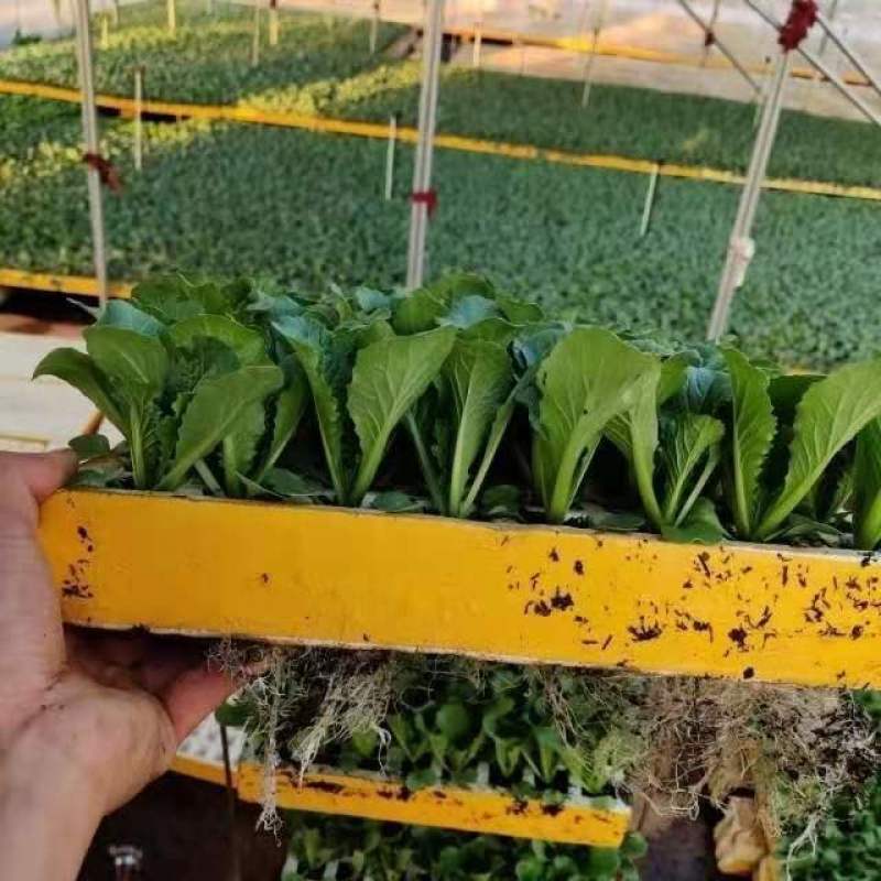 白菜苗，根系发达，种苗健康，常年供应，量大从优