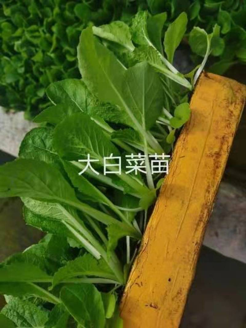 白菜苗，根系发达，种苗健康，常年供应，量大从优