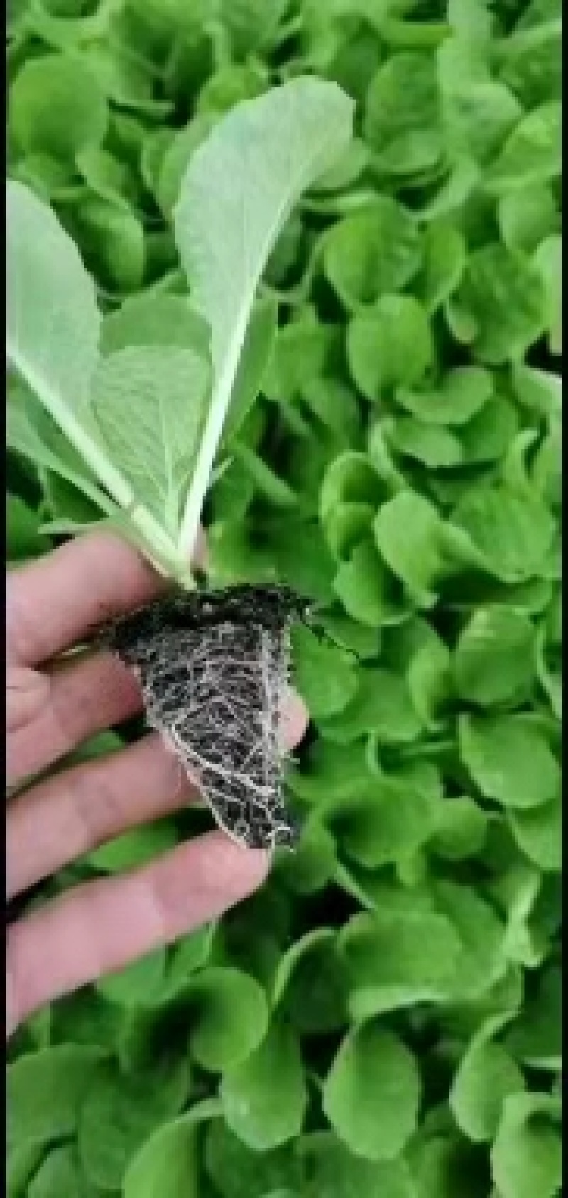 白菜苗，根系发达，种苗健康，常年供应，量大从优