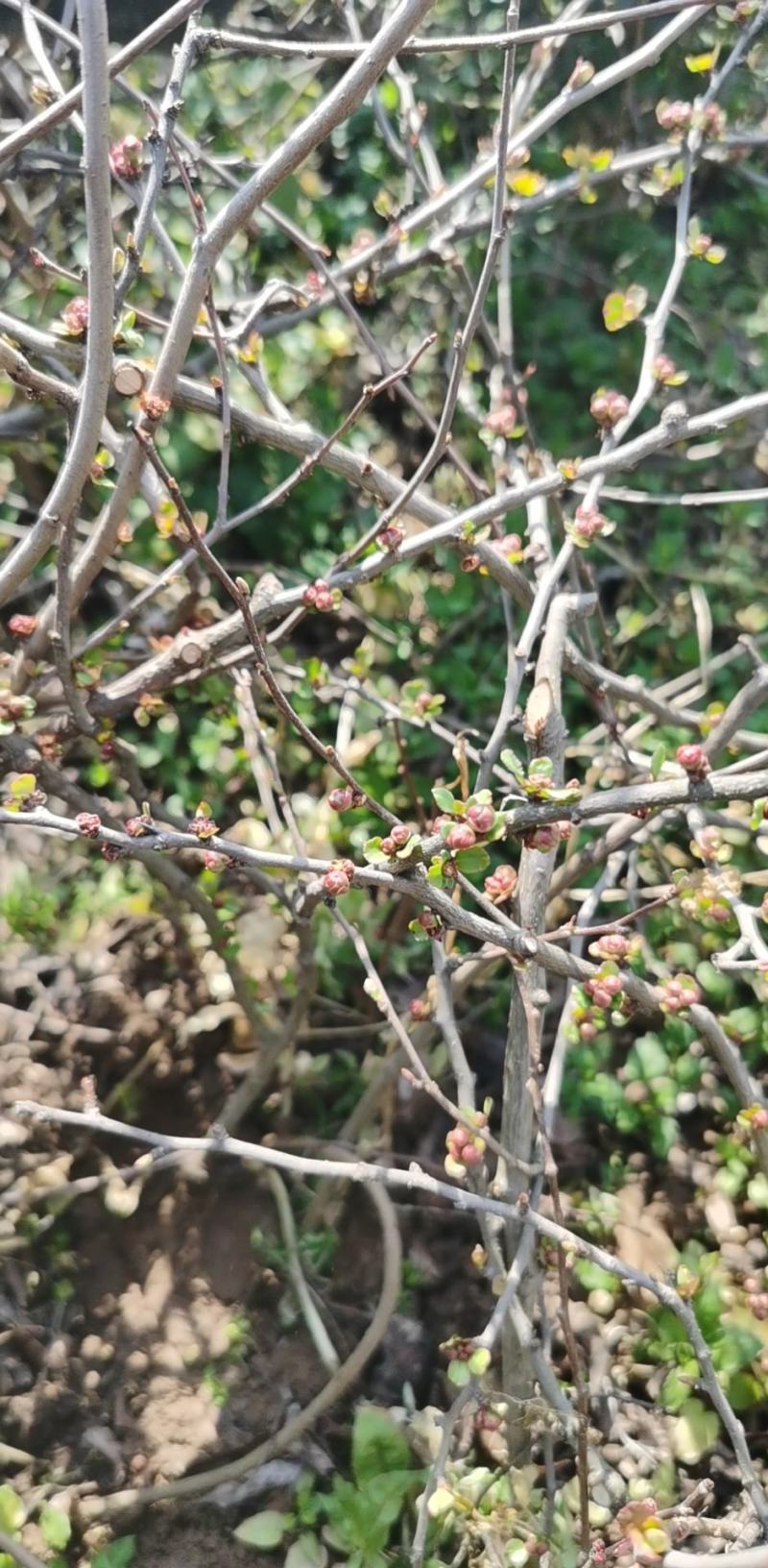 铁杆海棠小苗绿篱苗篱笆苗铁杆海棠球丛生海棠