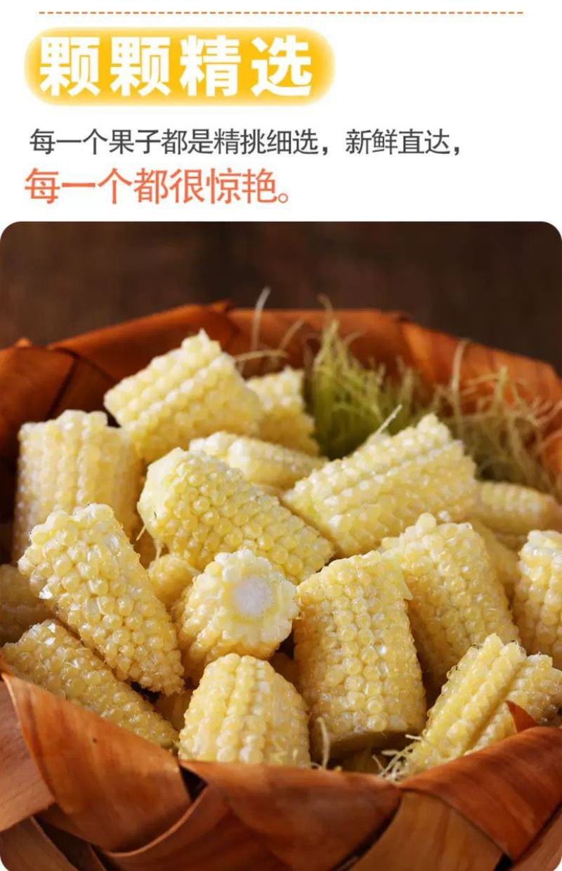 新鲜玉米笋番麦笋玉米芯玉米崽嫩玉米迷你玉米现摘包邮。