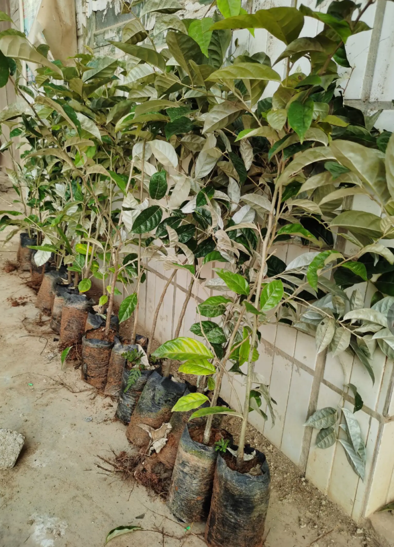 [精品]羊奶果苗德甜二号胡颓子苗胡秃子苗羊奶果树苗