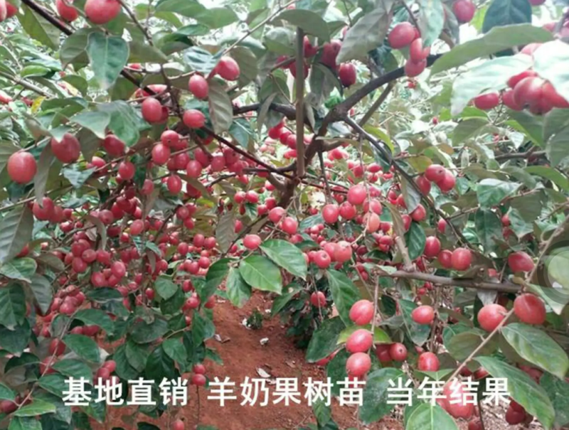[精品]羊奶果苗德甜二号胡颓子苗胡秃子苗羊奶果树苗