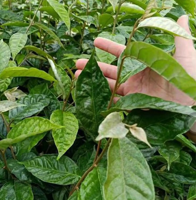 [精品]羊奶果苗德甜二号胡颓子苗胡秃子苗羊奶果树苗