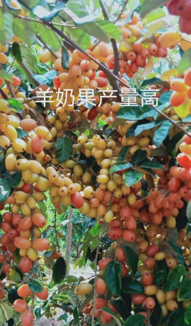 [精品]羊奶果苗德甜二号胡颓子苗胡秃子苗羊奶果树苗