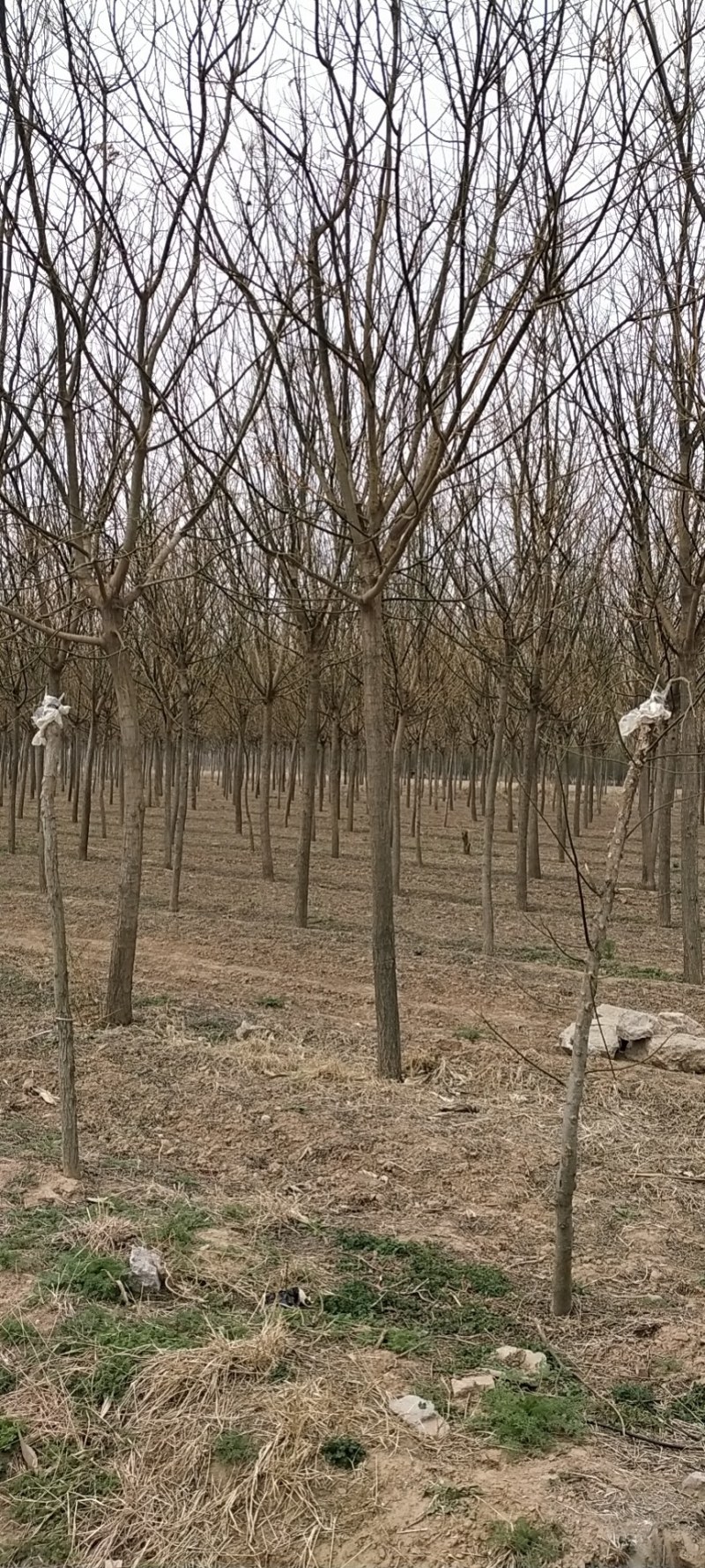 秋月梨，苗黄冠梨苗，晚秋苗，馆陶县众康果品市场大量供应
