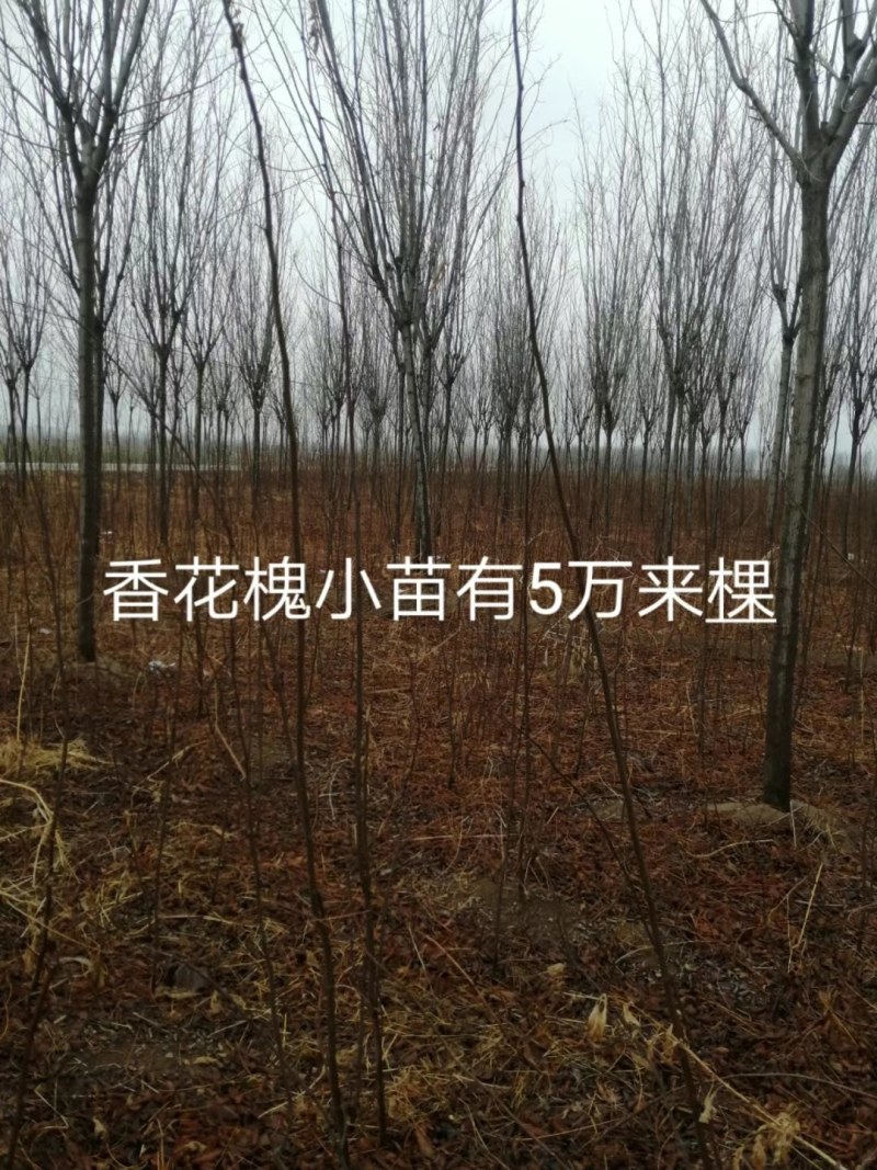 秋月梨，苗黄冠梨苗，晚秋苗，馆陶县众康果品市场大量供应