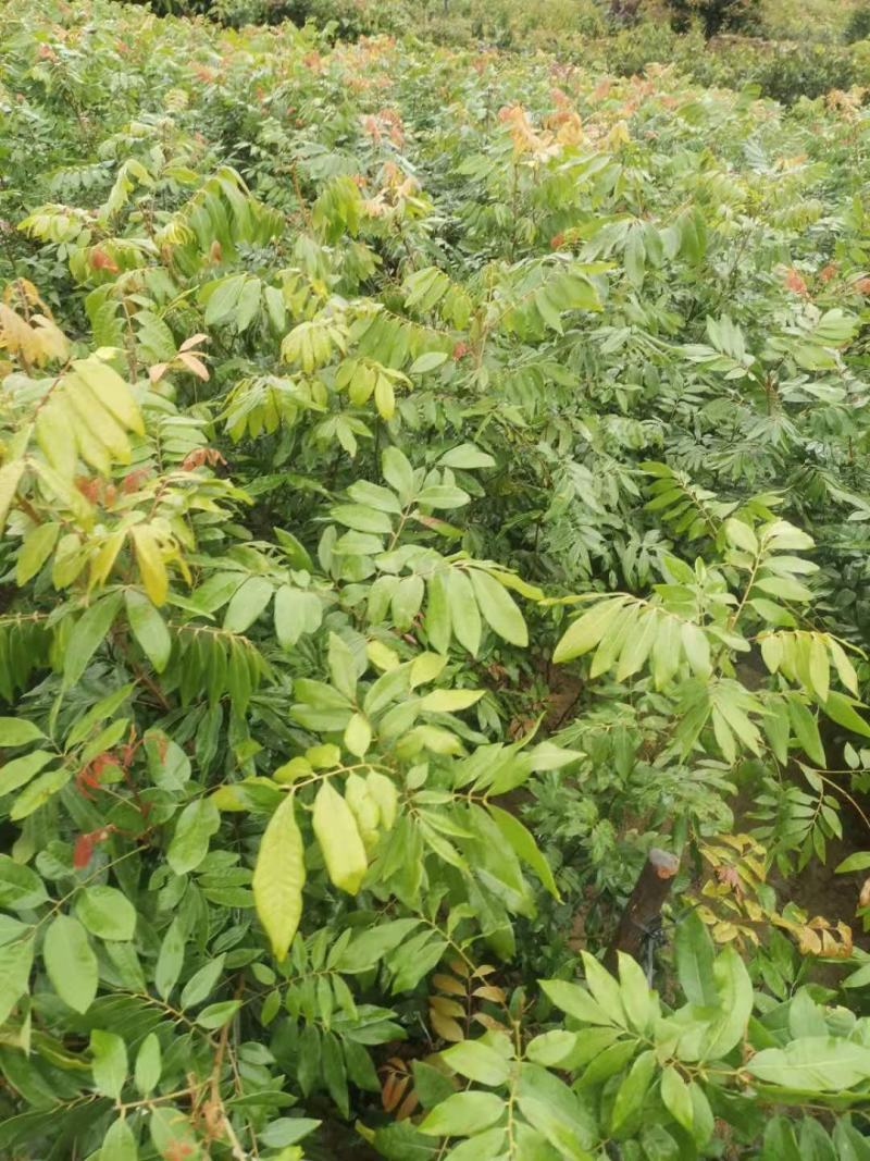 南方水果石硖龙眼果苗红皮龙眼果树大杯苗