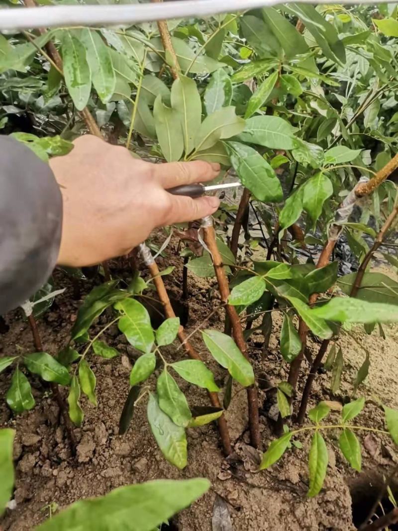 南方水果石硖龙眼果苗红皮龙眼果树大杯苗
