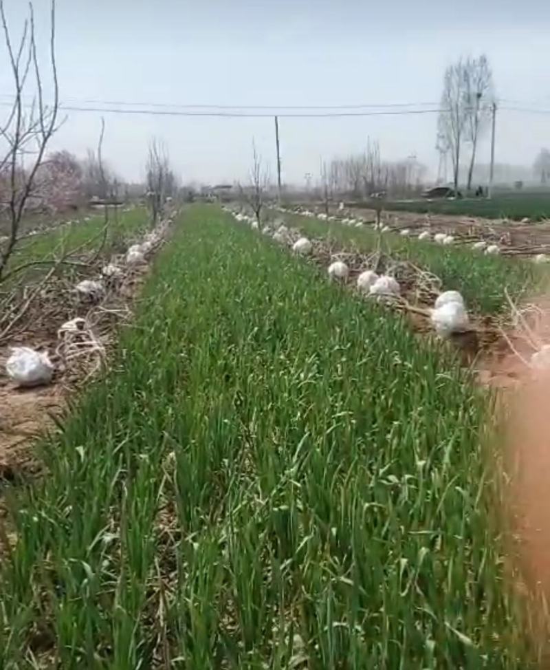 柿树4-10公分柿树货源多有需要联系