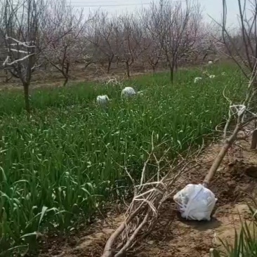 柿树4-10公分柿树货源多有需要联系