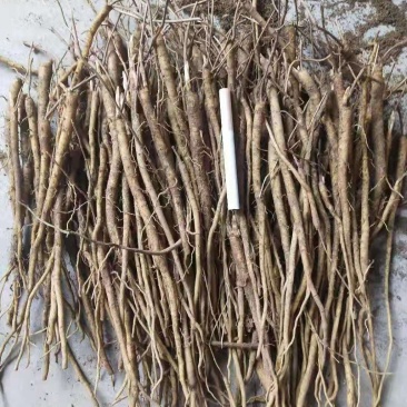 半年的黄芩秧苗没有分叉，一斤一百棵左右