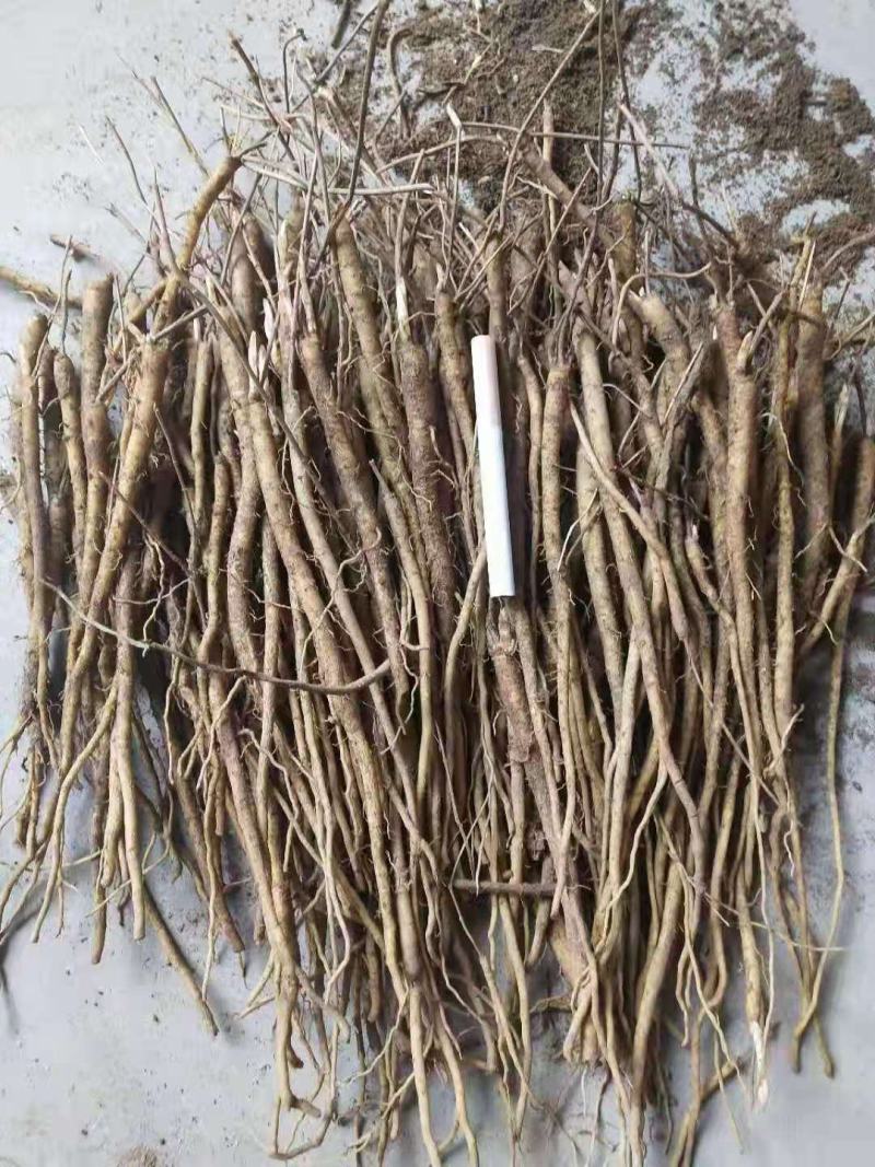 半年的黄芩秧苗没有分叉，一斤一百棵左右