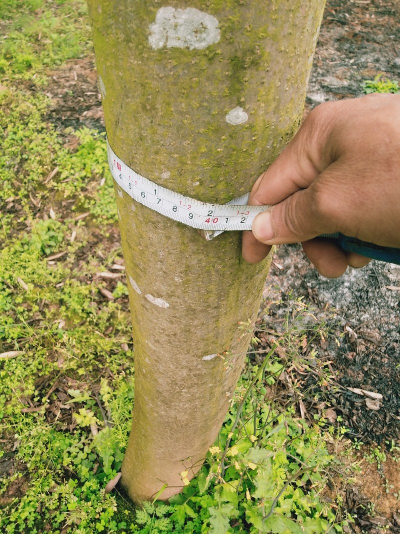 处理蓝花楹树，摇钱树，都是断过树丫，老庄头。