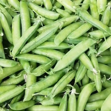 精品豌豆大量上市。货源充足价格稳定欢迎选购
