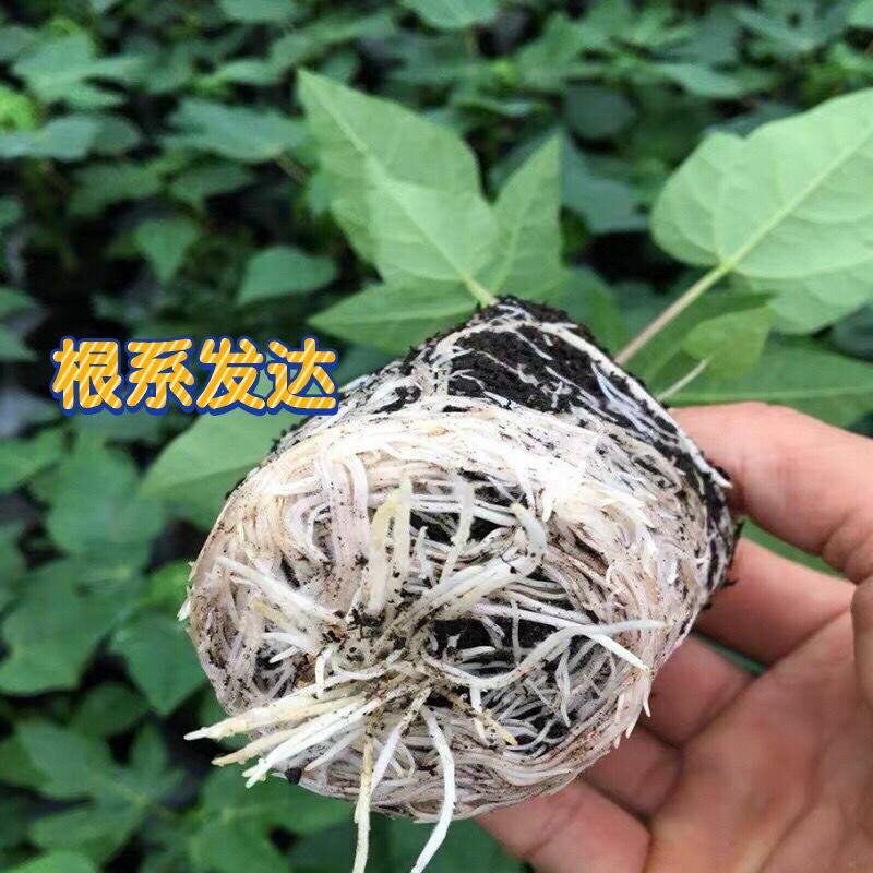 红皮红肉木瓜苗红心木瓜苗水果木瓜苗大木瓜果苗种植6个月结