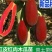 红皮红肉木瓜苗红心木瓜苗水果木瓜苗大木瓜果苗种植6个月结