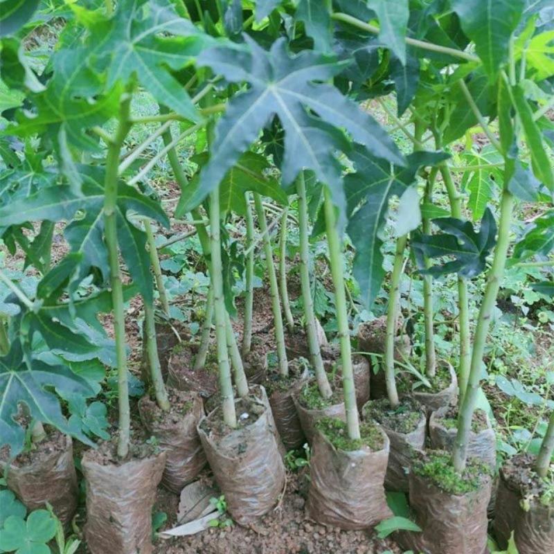 红皮红肉木瓜苗红心木瓜苗水果木瓜苗大木瓜果苗种植6个月结