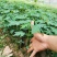 红皮红肉木瓜苗红心木瓜苗水果木瓜苗大木瓜果苗种植6个月结