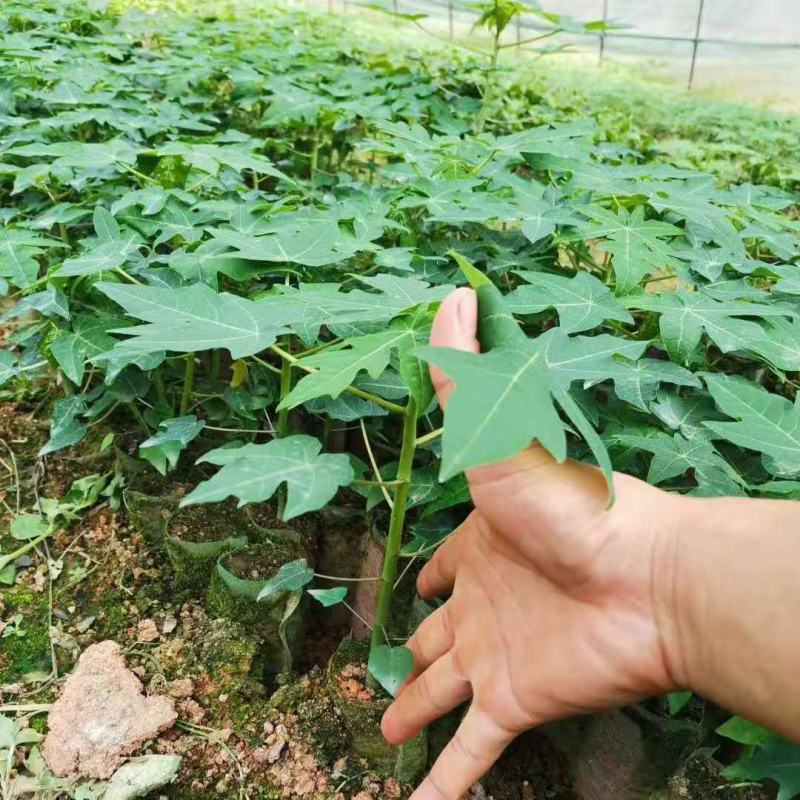 红皮红肉木瓜苗红心木瓜苗水果木瓜苗大木瓜果苗种植6个月结