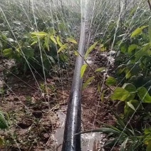 3-7孔喷水直径22-63毫米微喷带韧性强雾化好水量足