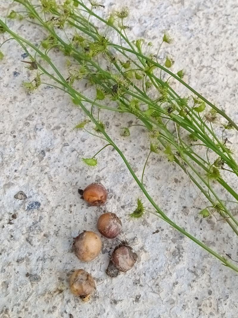 地下明珠-陈伤子，一粒金丹鲜品，货真价实。