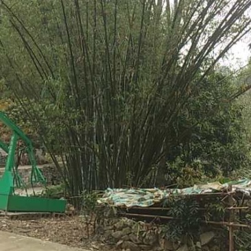 毛楠竹大量现货编织用品