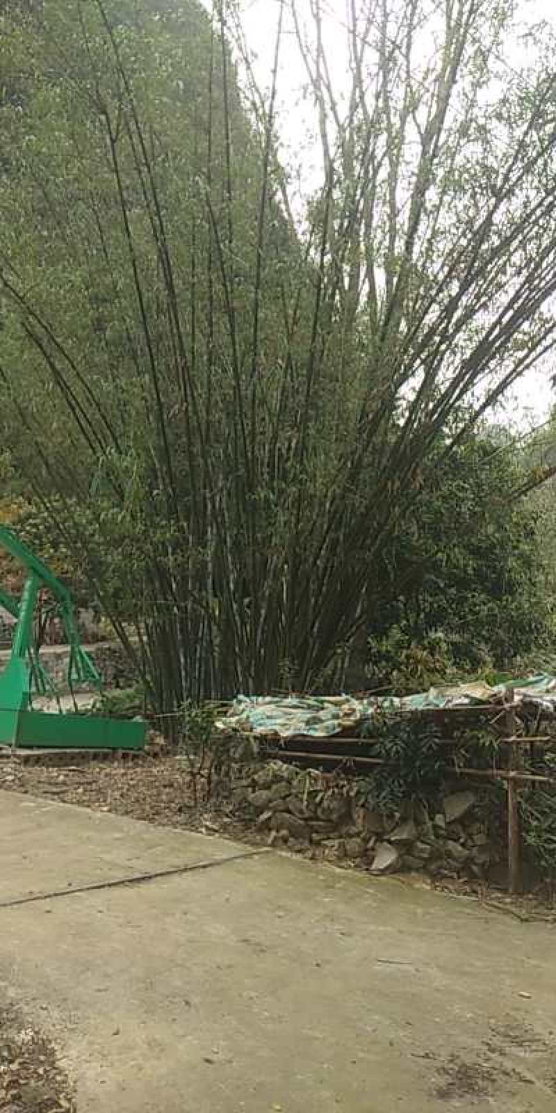 毛楠竹大量现货编织用品