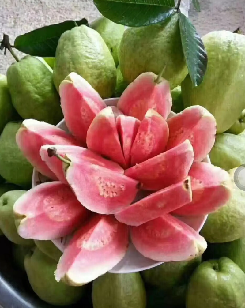 [结果快]番石榴苗红宝石芭乐苗珍珠番石榴苗包邮