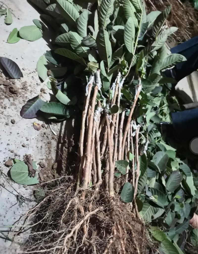 [结果快]番石榴苗红宝石芭乐苗珍珠番石榴苗包邮