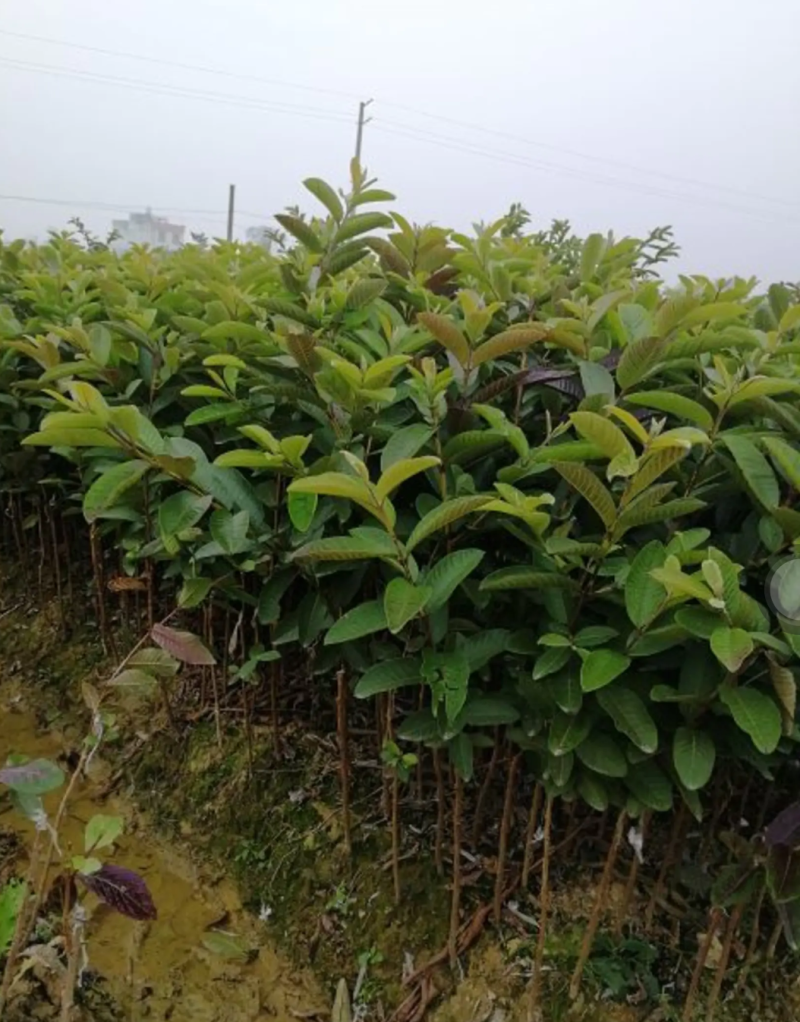 [结果快]番石榴苗红宝石芭乐苗珍珠番石榴苗包邮