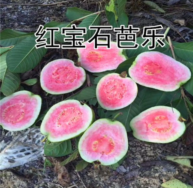 [结果快]番石榴苗红宝石芭乐苗珍珠番石榴苗包邮