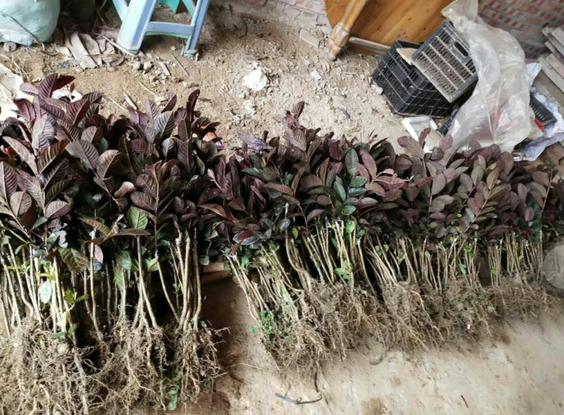 [结果快]番石榴苗红宝石芭乐苗珍珠番石榴苗包邮