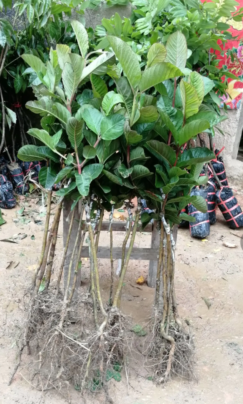 [结果快]番石榴苗红宝石芭乐苗珍珠番石榴苗包邮