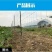 热镀锌铁丝网养羊养牛果园圈山钢丝网养殖隔离网