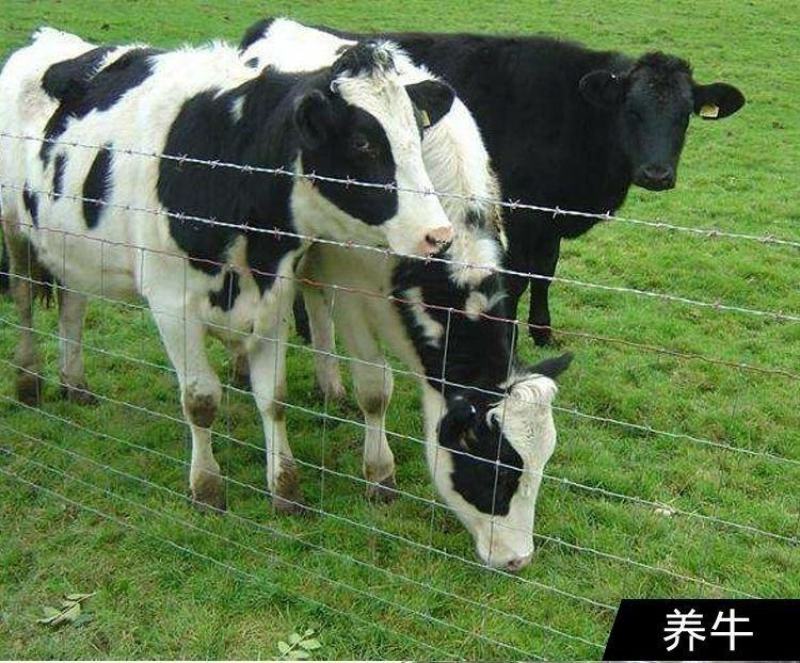 热镀锌铁丝网养羊养牛果园圈山钢丝网养殖隔离网