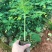 新品种木瓜树苗蓝冠红肉木瓜苗盆栽地栽庭院种植四季结果木瓜