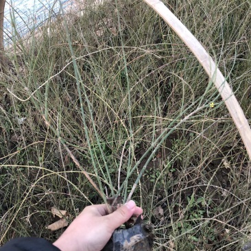 迎春庭院绿化小区绿化道路绿化工程绿化