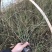 迎春庭院绿化小区绿化道路绿化工程绿化
