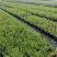H5蓝莓苗/H5蓝莓苗价格/H5蓝莓苗品种介绍