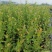 H5蓝莓苗/H5蓝莓苗价格/H5蓝莓苗品种介绍